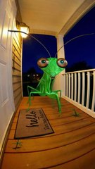 Hidden Camera: Praying Mantis Waiting in the Hallway at Night!