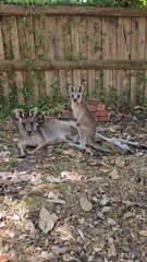 Australian kangaroo 🦘