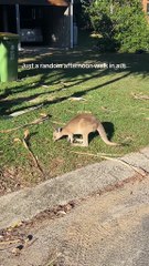 Australian kangaroos