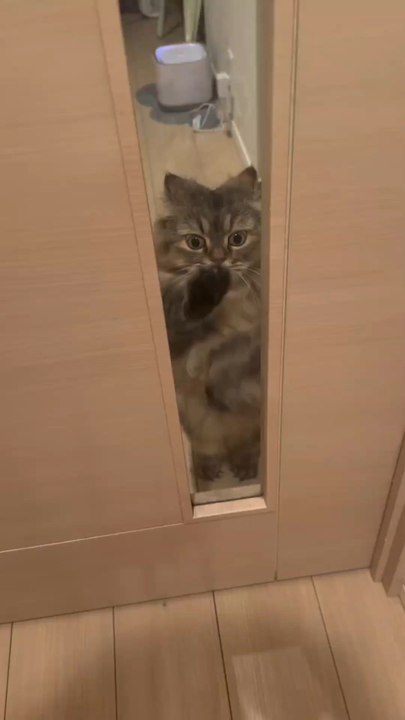 Try not to Laugh Awesome Funny pets #funnypets #pets #funny