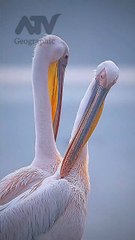 Pelicans are the heaviest of all flying birds by ATV Serial