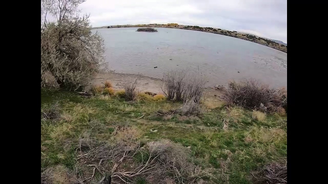 Willow retrieves duck