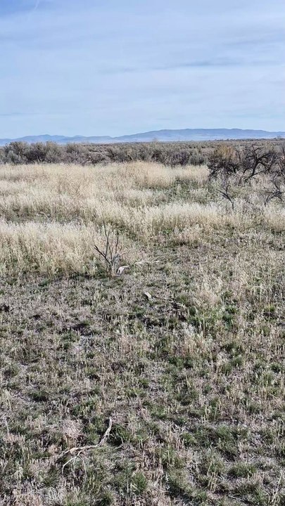 Willow retrieves partridge