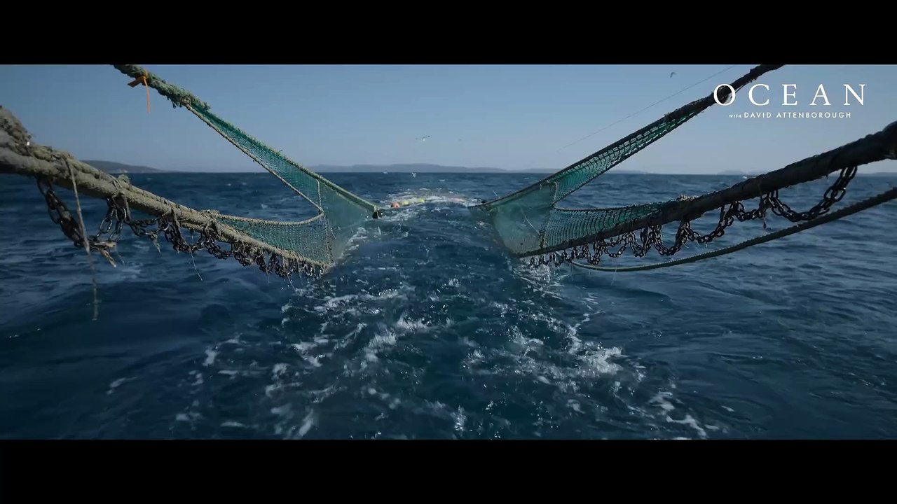 Watch the clip that shocked the world: Bottom trawling can wipe out centuries-old ocean habitats in minutes. Ocean, co-directed by Haslemere’s Colin Butfield and narrated by David Attenborough, shows what’s at stake