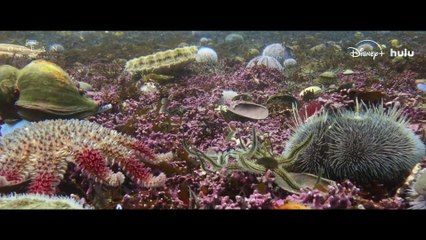 Narrated by Sir David Attenborough and co-directed by Haslemere’s Colin Butfield, Ocean takes viewers into the vast, living wilderness beneath the waves