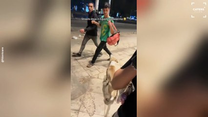 Street Dogs Protect Woman and Her Mother on the Road