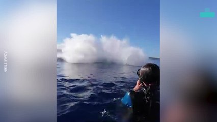 Humpback Whale Breach Stuns Swimmers in Incredible Close-up Moment