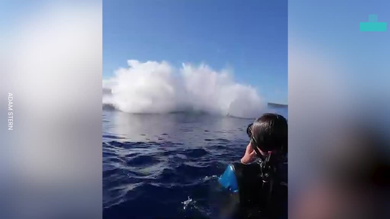 Humpback Whale Breach Stuns Swimmers in Incredible Close-up Moment