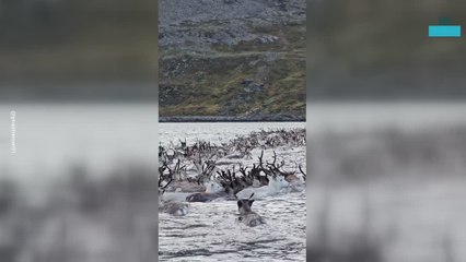 Incredible Video Captrues Reindeers Migrating in Norway