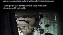 Evrimin Nükleer Serpintisi | Chernobyl Radyoaktif Mantarları #shorts