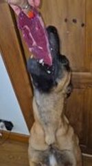 Dog Devours Steak in Seconds After Being Offered One