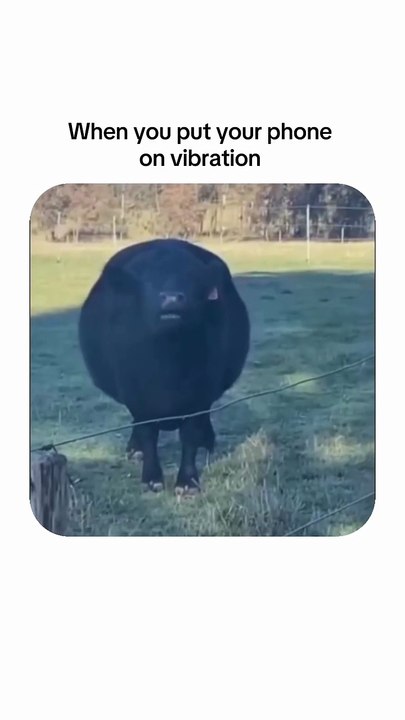 Cow make funny vibration aound
