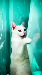 Cutest Cat Ever Doing Adorable Poses 😻 | Funny & Cute Cat Video | Viral Cat Moments 2025