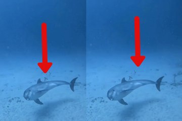 Video shows an impressive dolphin moving through the depths of the sea