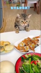 Ce chat a faim et il le fait savoir