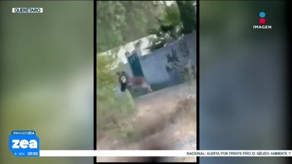 Sujetos son captados maltratando a un burro en Querétaro