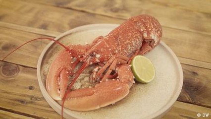 Lobster — a delicacy that divides the room