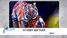 [포토오늘] 서울 10면: 아기 호랑이 '설호' 첫 공개 / YTN