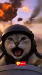 I Believe I Can Fly 🐱🛩️ #shorts #short #shortvideo #shortsfeed #shortsvideo #shortsviral #memes