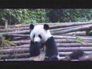 Panda en crise d'éternuements!