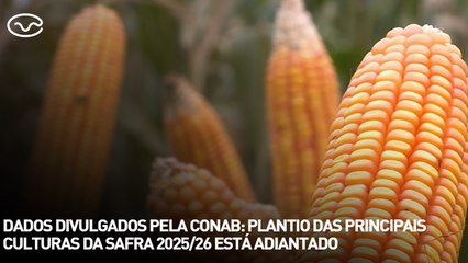 Dados divulgados pela Conab: plantio das principais culturas da safra 2025/26 está adiantado