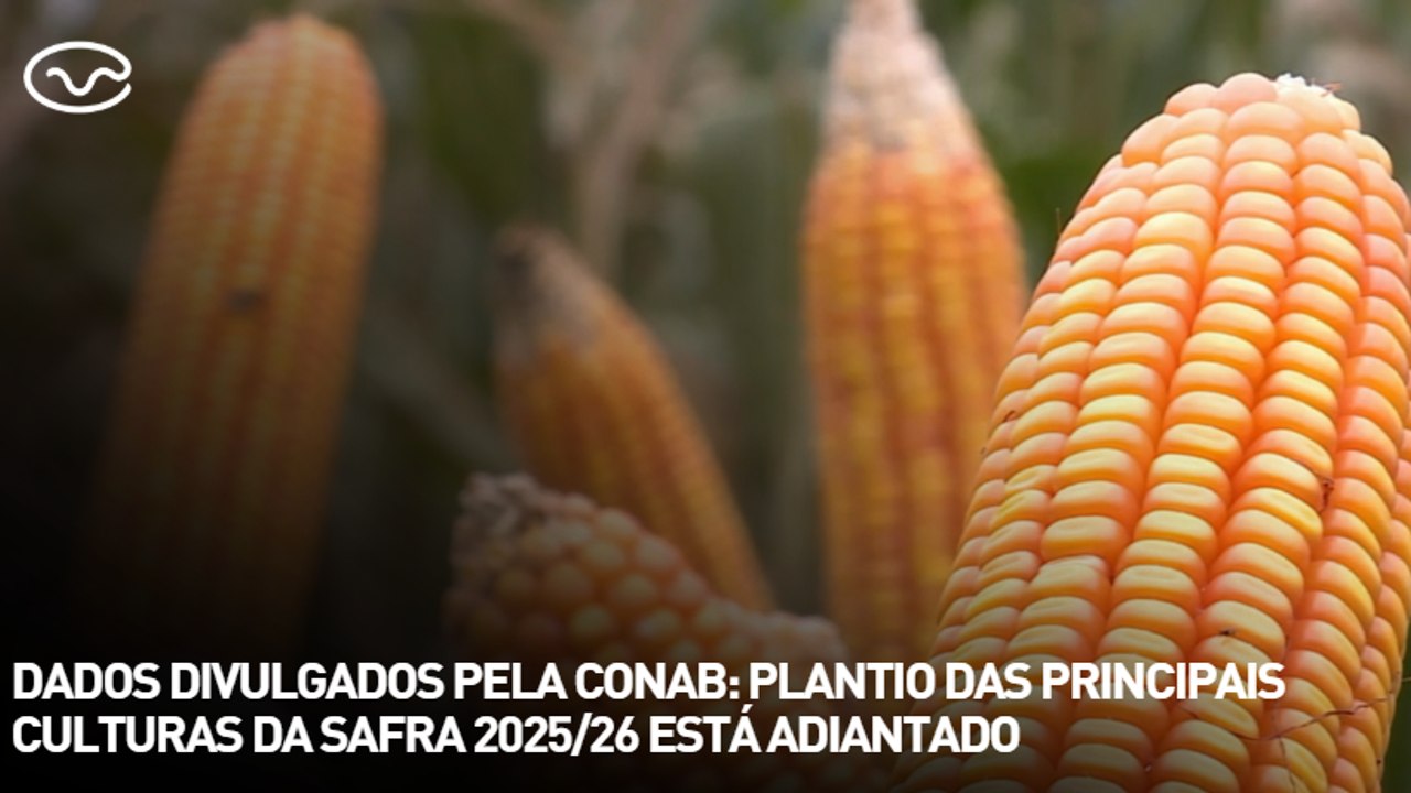 Dados divulgados pela Conab: plantio das principais culturas da safra 2025/26 está adiantado