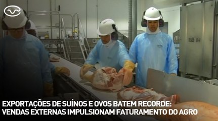 Exportações de suínos e ovos batem recorde: vendas externas impulsionam faturamento do agro