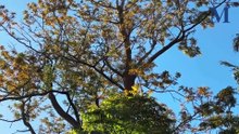 The call of the nest-invading pacific koel on the South Coast