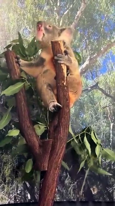 Australian koala 🐨