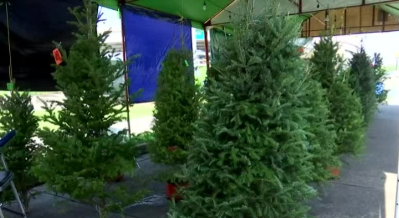 Llegan contenedores con arbolitos navideños