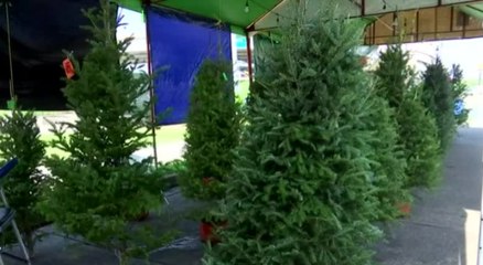 Llegan contenedores con arbolitos navideños