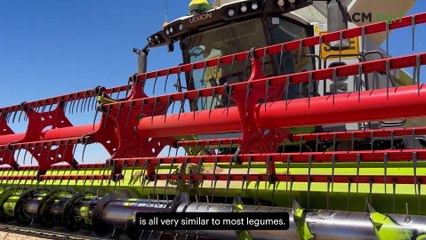 Calingiri farmer turns to lentils to cut fertiliser costs and boost soil health