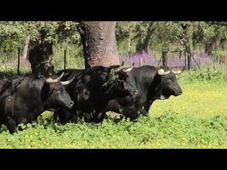 Visita a la Finca Dehesa Frías @entradas