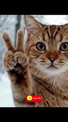 Wait for It! The Cat Gives A Peace Sign! ✌️#shorts #funnycat #catmeme #snow #peaceout #animalshorts