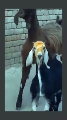 Professional fashion models 😂😂😂 #funny #funnyvideo #fyp #foryou #😂 #🤣...