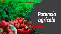Programa 360º | Trujillo: Principal productor de las fresas y las hortalizas del país