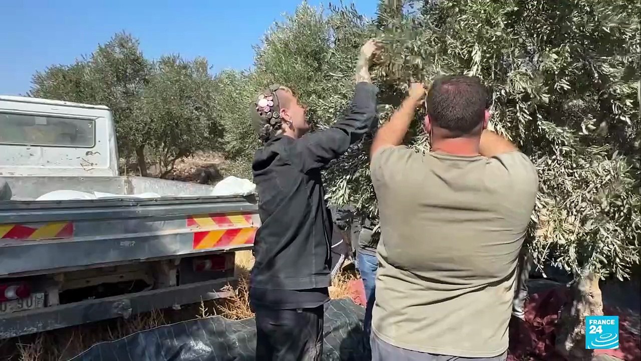 Violencia en los olivares: colonos triplican ataques durante la cosecha en Cisjordania
