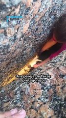 Esperanza entre las rocas: pareja salva a tortuga marina