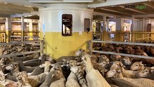 On board the Emmanuel Exports live sheep vessel