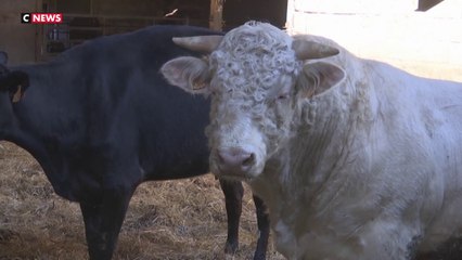 Occitanie : les agriculteurs opposés au Mercosur