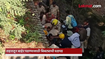 अवघ्या ३ तासांत  बिबट्याने केली पळता भुई थोडी...