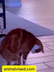 Lol 😂😂 Funny Cat 😂 | Hilarious Cat Moments & Fails 🐱🤣 | Animal Voice