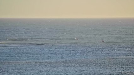 Shark knocks off Western Australia windsurfer