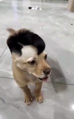 Bạn DÁM để con chó nhà mình bị "hói" tạm thời 1 tuần để đổi lấy 10M views không? 😈⚡ Chihuahua mohawk đen TUYỆT MỆNH vừa cạo xong – nhỏ mà ĐỘT PHÁ cả TikTok! 🐶🔥 Chủ nó thề: “Chưa phải bản cuối đâu…” Bản cuối là gì?
