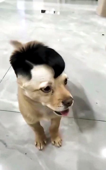 Bạn DÁM để con chó nhà mình bị "hói" tạm thời 1 tuần để đổi lấy 10M views không? 😈⚡ Chihuahua mohawk đen TUYỆT MỆNH vừa cạo xong – nhỏ mà ĐỘT PHÁ cả TikTok! 🐶🔥 Chủ nó thề: “Chưa phải bản cuối đâu…” Bản cuối là gì?