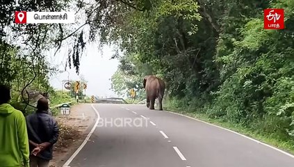 கேசுவலாக நடந்து சென்ற சில்லி கொம்பன் யானை:வைரலாகும் வீடியோ!