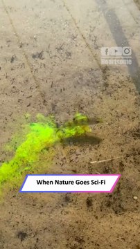 Glowing Neon Fish Swims Like Sci-Fi Star in Stunning Water Display|| Heartsome 💖