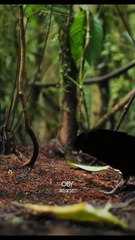 Cennet Kuşu’nun (Batı Parotyası) dişisini etkilemek için yaptığı göz alıcı kur dansı.