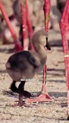 Flamingoların doğumundan itibaren başlayan zorlu yolculukları... Destek olmak için takip etmeyi unutmayın