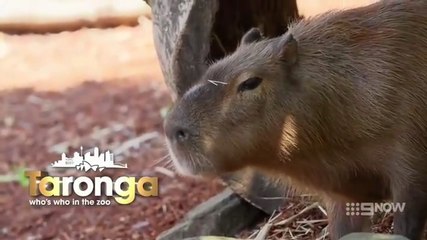 Taronga Who's Who In The Zoo S06E02 (2025)
